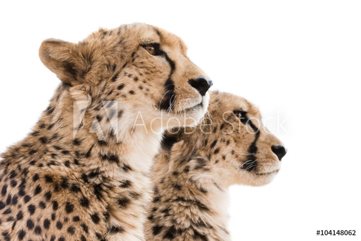 Image de Cheetahs Portrait white background